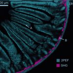 2PEF and SHG image of mouse intestine section stained with Alexa Fluor 568