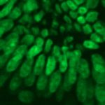 Two-photon fluorescence observed in the nuclei of mouse intestine cells, which have been stained with SYTOX Green nucleic acid stain copy